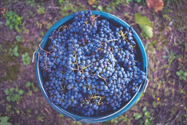 2026 Mastering Hybrid Grape Winemaking with Maureen Macdonald Friday, February 20, 2026 • 2 – 5 PM EASTERN