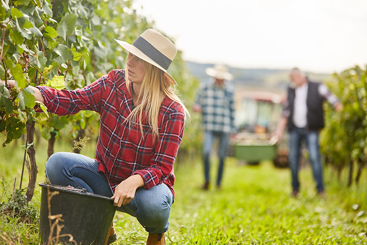 Winemakers hand-picking grapes in the vineyard.