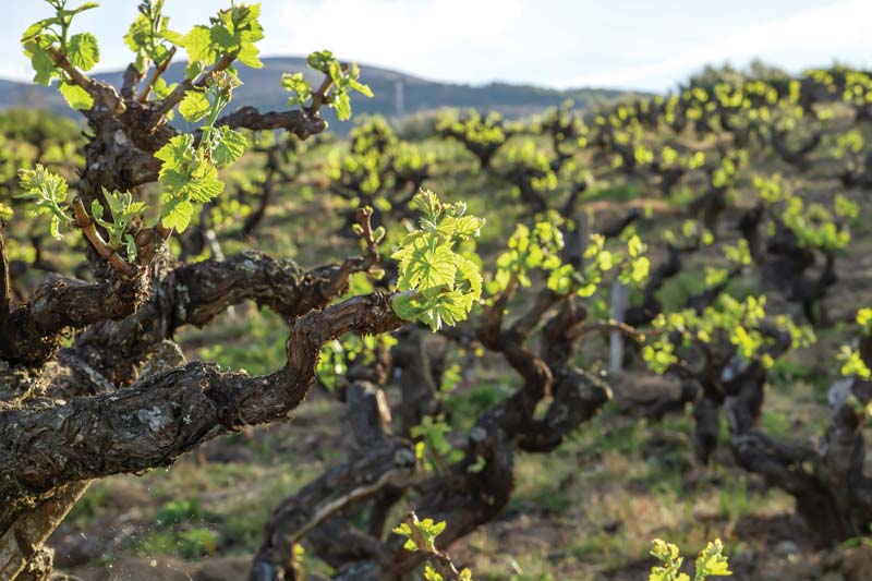 row of head-trained vines with leaves emerging in spring