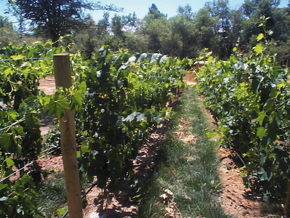 Grapevines in vineyard rows.