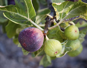 Figs hanging in a tree.
