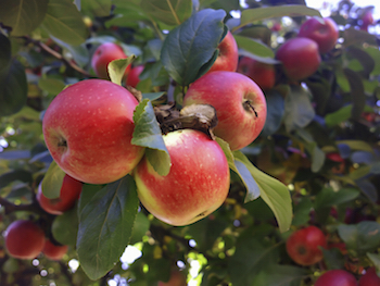 Red apples hanging in a tree.