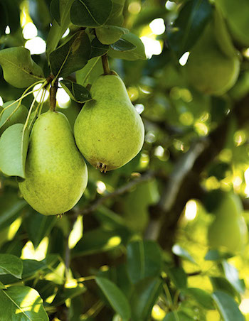Pears hanging in a tree.