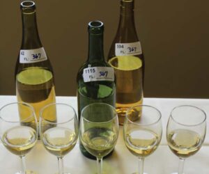 A flight of 5 white wines and their respective judging sheets