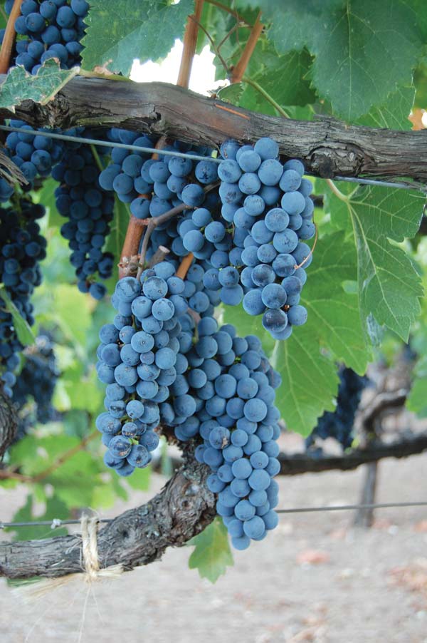 ripe merlot grapes rady for harvest