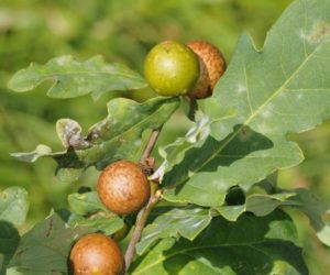 oak gall nuts