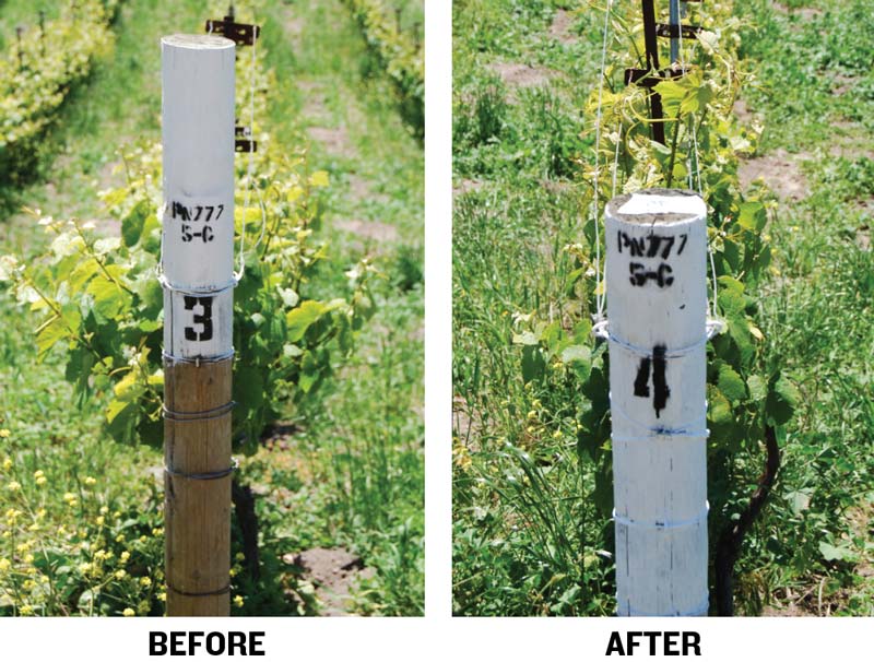 before and after images for shoot positioning on a vsp trellis system