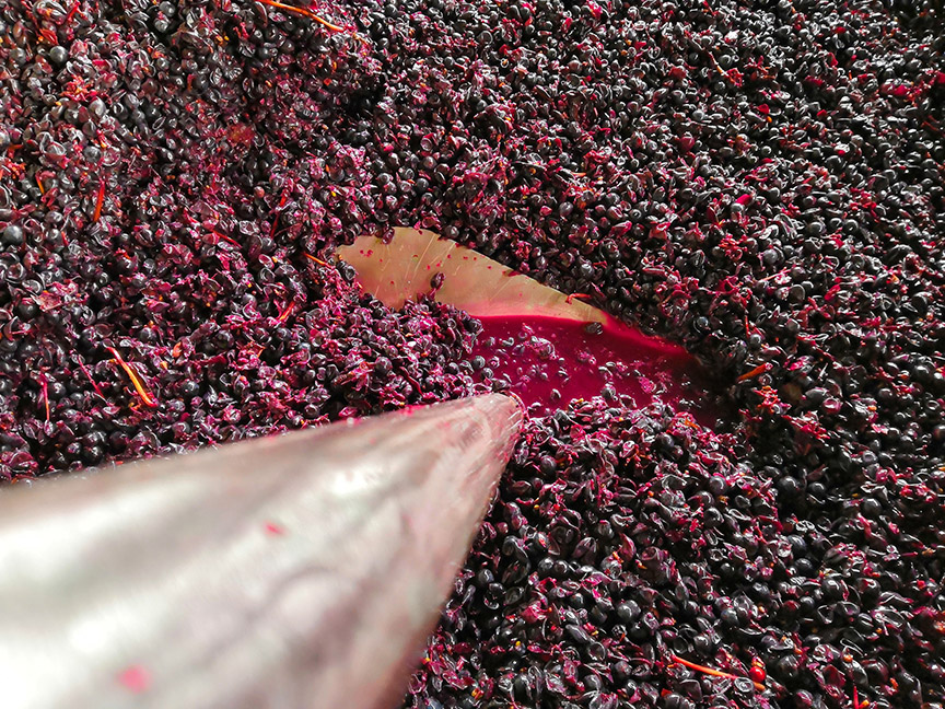 Punch down technique used on red grapes