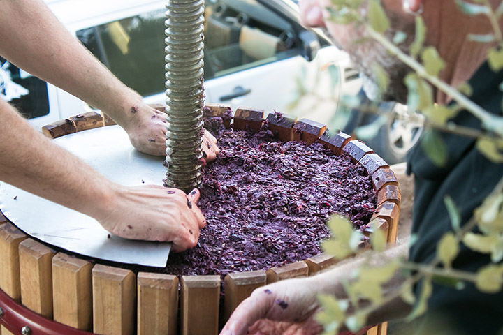 Hands using a large grape press for winemaking.