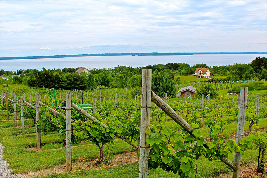 Vineyard near a large lake.