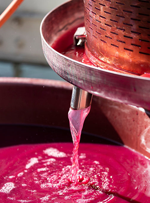 Pressing red wine grapes.