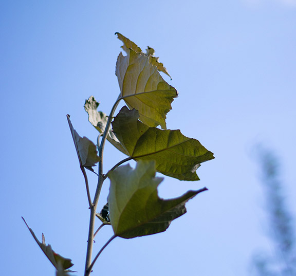 Leaves from a grapevine outdoors.