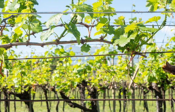 Trellising Process Trellising Explained - WineMakerMag.com