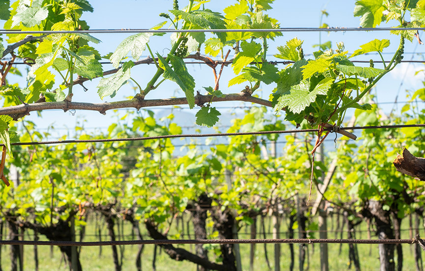 vine yard in trentino springtime in the morning