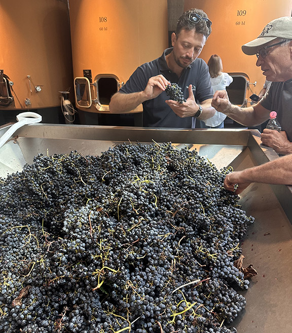 People inspect grapes in a large press machine.