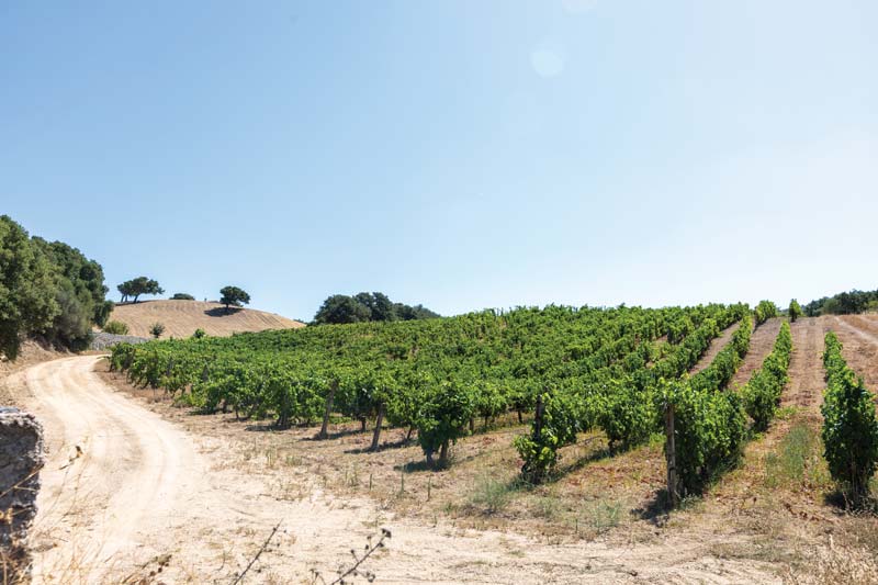 summer shot of a hillside vineyard located on the island of Sardinia