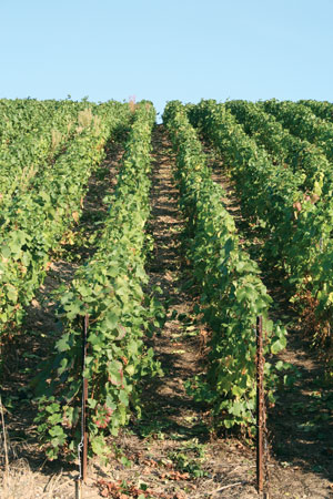 Examining the Effects of Vine Vigor on Grapes
