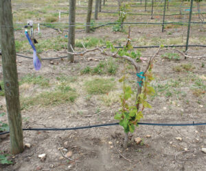 a grape vine hit hard by cold weather in spring with sucker shoots seemingly the only healthy growth